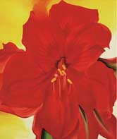 Red Armaryllis